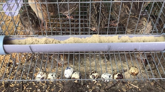 Đệm sinh thái lót cho chuồng nuôi chim cút giúp tiết kiệm thời gian dọn chuồng, ngăn chặm mầm bệnh