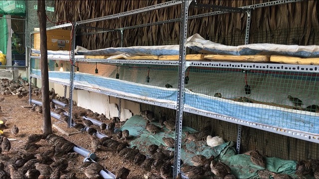 Chuồng nuôi cút nên được xây dựng nơi yên tĩnh