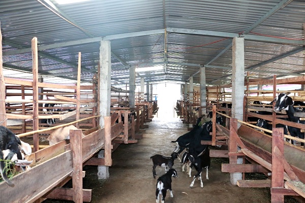 Làm chuồng nuôi dê đúng tiêu chuẩn mang đến nhiều lợi ích