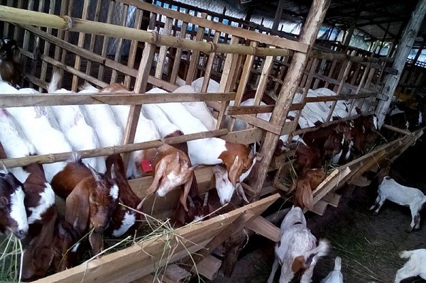 Sàn chuồng nuôi dê đóng vai trò rất quan trọng