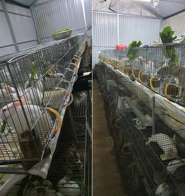 Trong chuồng nuôi cần thiết kế đầy đủ máng thức ăn tinh và máng nước uống