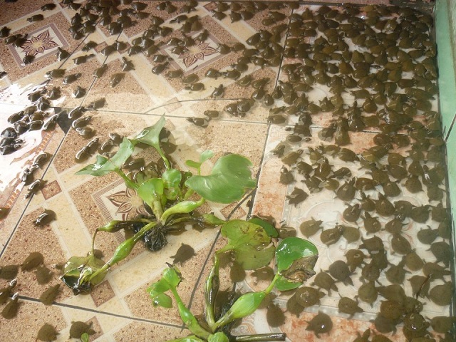 Chia Sẻ Kỹ Thuật Nuôi Ba Ba Lớn Nhanh - Ít Bệnh