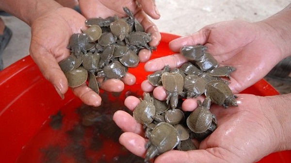 Mách Bạn Kỹ Thuật Nuôi Ba Ba Chuẩn Nhất Cho Năng Suất Cao