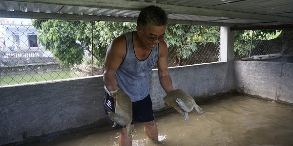 Trong ao nuôi ba ba cần thiết kế đầy đủ theo tiêu chuẩn