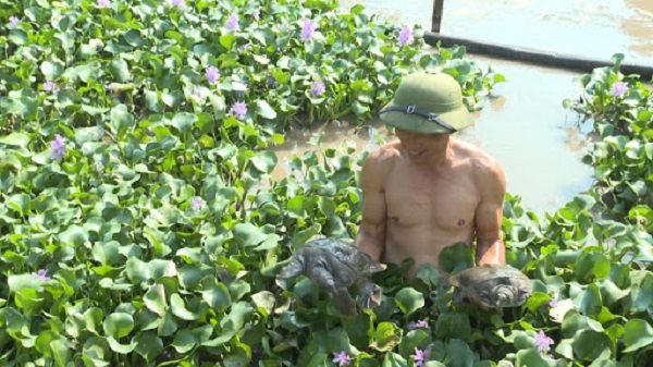 Ba ba thường ăn thức ăn chính là động vật nhỏ tươi sống