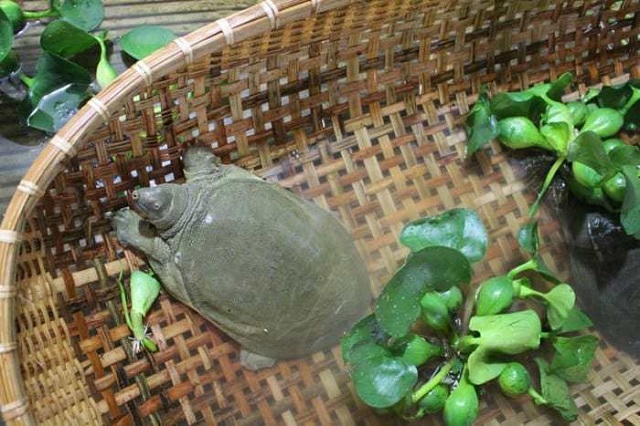 Khi xây ao nuôi ba ba có những tiêu chuẩn bắt buộc bà con cần lưu ý