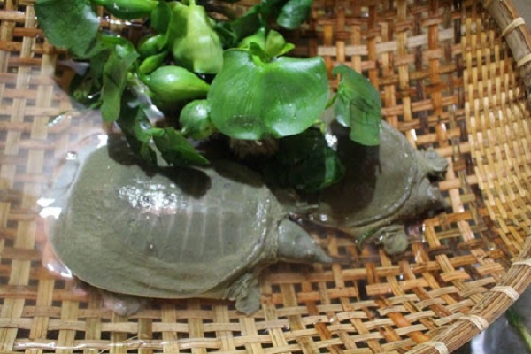 Ba ba là thực phẩm bổ dưỡng được nhiều quán ăn, nhà hàng đưa vào thực đơn