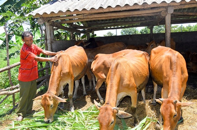 Thức ăn của bò chủ yếu là rơm rạ cỏ hay cây chuối băm nhỏ