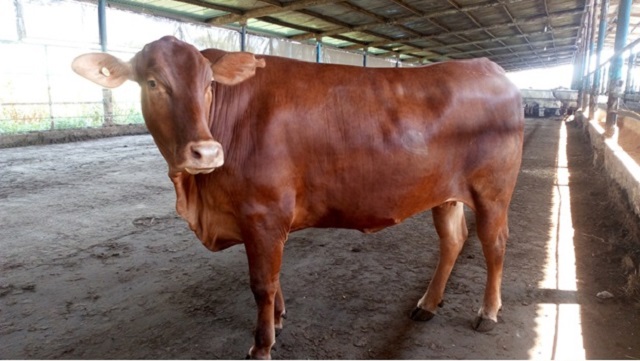 Chia Sẻ Từ Chuyên Gia Về Kỹ Thuật Chăn Nuôi Bò Sinh Sản