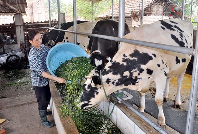 Bò sữa sẽ ăn theo khẩu phần tùy vào từng giai đoạn phát triển