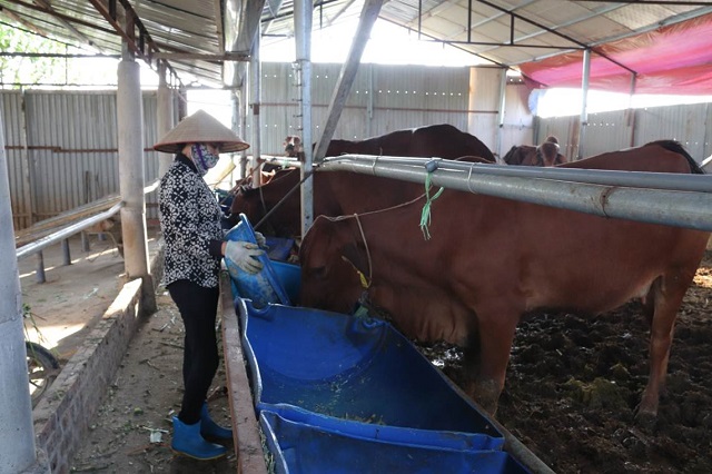 Thức ăn của bò thịt được chia thành 3 loại chính