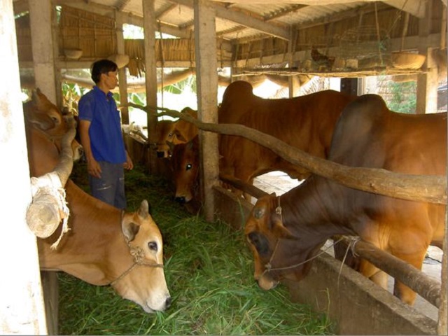 Kỹ Thuật Nuôi Bò Thịt Nhanh Lớn - Chất Lượng Cao