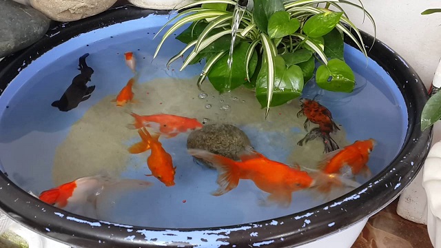 Sai lầm nuôi cá ba đuôi dễ chết đó là kích thước cá lớn hơn so với không gian sinh trưởng