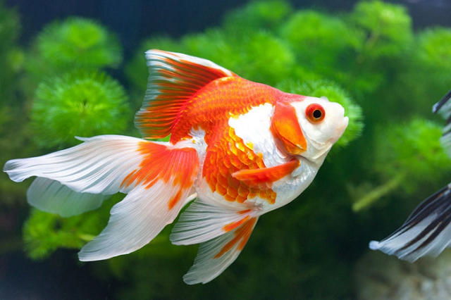 Kỹ Thuật Nuôi Cá Ba Đuôi Khỏe Mạnh - Sinh Trưởng Tốt