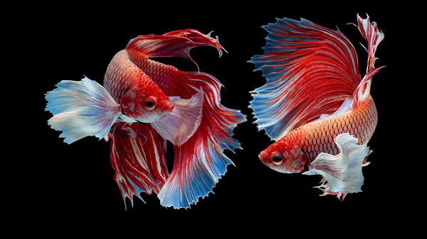 Kỹ Thuật Nuôi Cá Betta Khỏe Mạnh Với Quy trình Đơn Giản