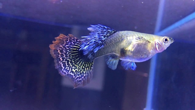 Nhiệt độ nước thích hợp nhất trong môi trường nuôi cá là 20 - 30 độ C