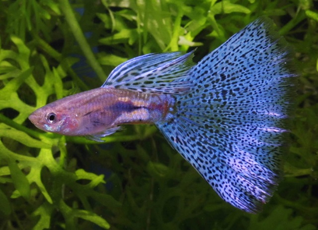 Cá bảy màu thường mắc phải những bệnh về da