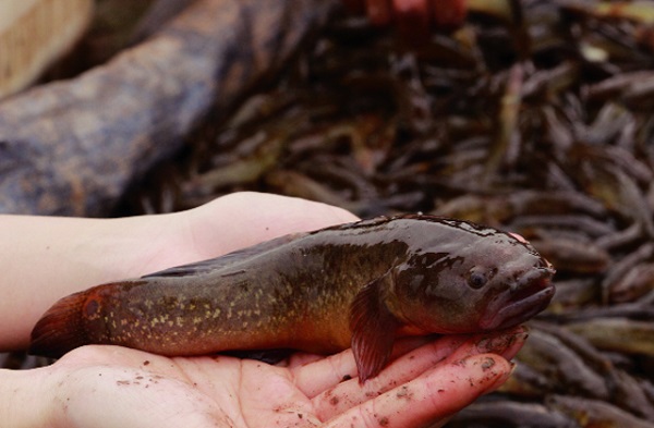 Chia Sẻ Kỹ Thuật Nuôi Cá Bống Bớp Đơn Giản - Đầy Đủ Nhất