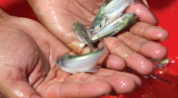 Bật Mí Kỹ Thuật Nuôi Cá Bông Lau Trong Ao Đất Đơn Giản Nhất