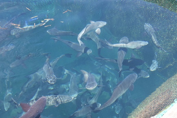 Trong quá trình nuôi cá bớp bà con nông dân chú ý thường xuyên theo dõi tình trạng của cá