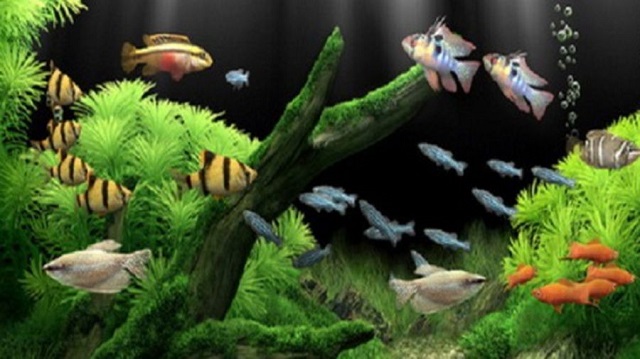 Chất lượng nước trong bể cá đóng vai trò rất quan trọng vì nó quyết định đến sức khỏe của cá