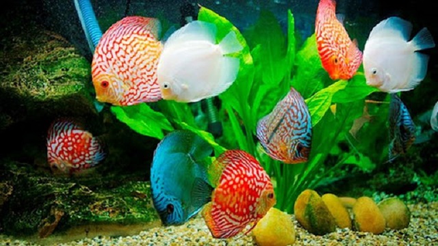Hướng Dẫn Kỹ Thuật Nuôi Cá Cảnh Chuẩn Nhất