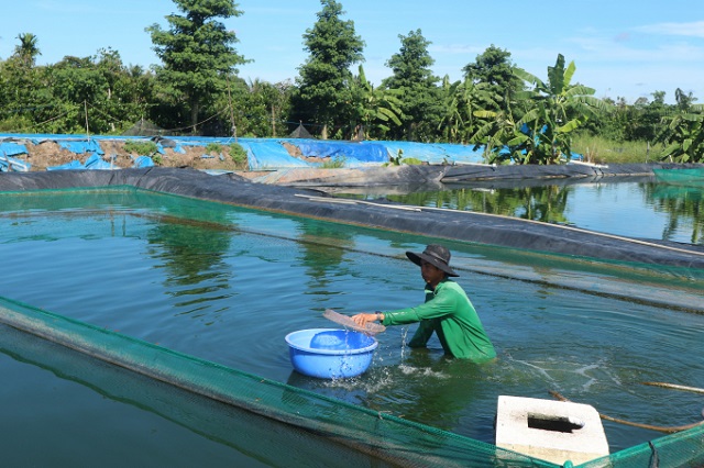 Kỹ Thuật Nuôi Cá Chạch Cho Người Chưa Có Kinh Nghiệm