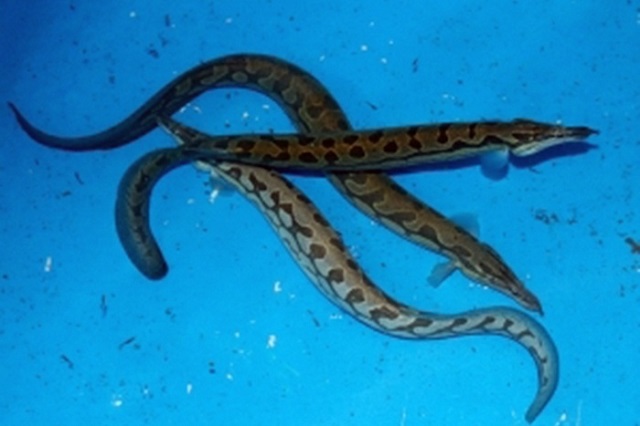 Kỹ thuật nuôi cá chạch lấu hiện tại đang được bà con nông dân quan tâm rất nhiều