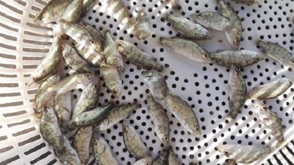 Chia Sẻ Kỹ Thuật Nuôi Cá Chẽm Trong Mô Hình Ao Nước