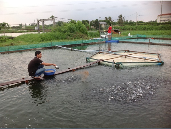 Cá tạp chính là nguồn thức ăn được cá chẽm yêu thích