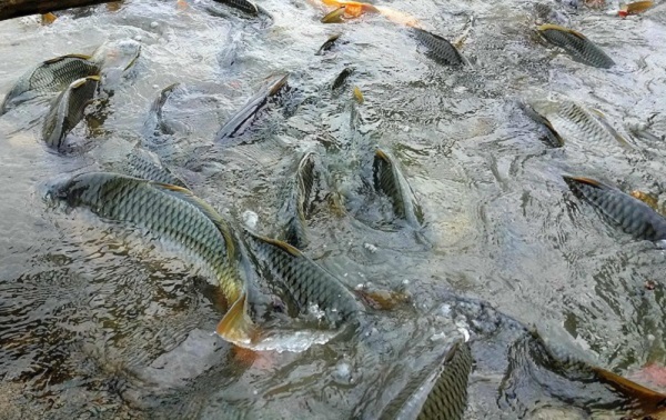 Chọn cá chép giòn giống tại những cơ sở uy tín