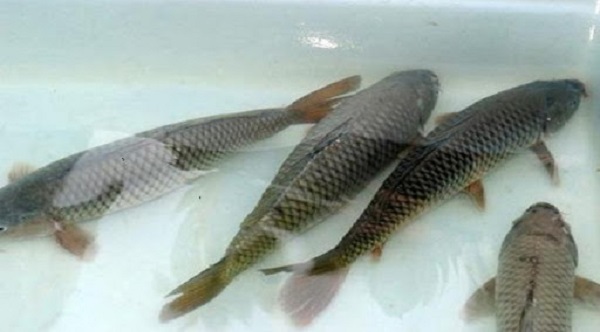 Muốn muôi cá chép giòn chắc chắn việc chuẩn bị ao nuôi phải có sự đầu tư kỹ lưỡng