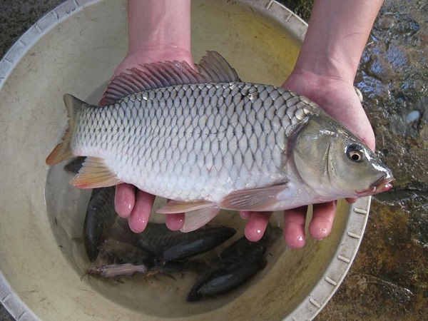 Cá chép mang đến lợi nhuận cao cho người chăn nuôi