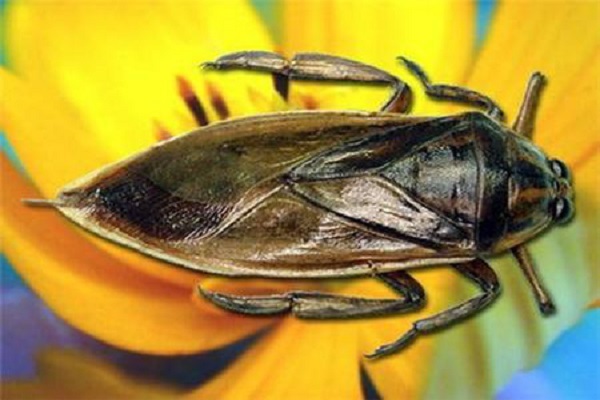 Việc chọn cà cuống giống nên tìm mua ở những nơi uy tín