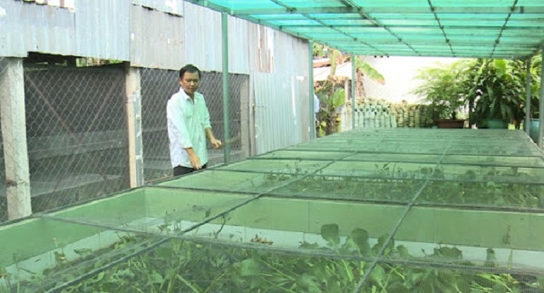 Mách Bạn Kỹ Thuật Nuôi Cà Cuống Đạt Sản Lượng Cao