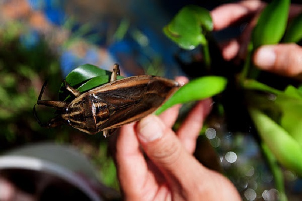 Cà cuống ngày nay được nuôi nhiều để phục vụ cho nhu cầu thị trường