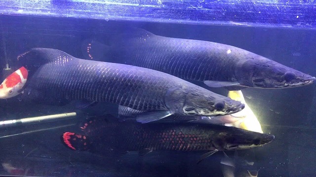 Bể xây cá hải tượng cần đảm bảo kích thước lớn