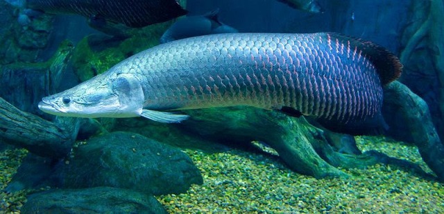 Cá hải tượng hiện tại là giống các được săn lùng vì điểm độc đáo của nó