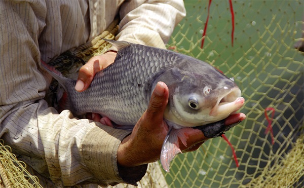 Việc lựa chọn cá hô giống cần đáp ứng được những tiêu chuẩn nhất định