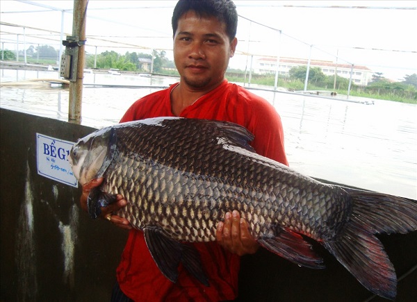 Chia Sẻ Kỹ Thuật Nuôi Cá Hô Năng Suất Cao