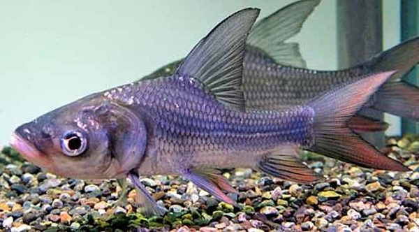 Ao nuôi cá hô nên xây dựng với diện tích lớn để thuận lợi cho quá trình sinh trưởng của cá