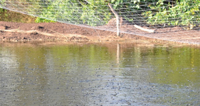 Cá kèo là loại cá ăn thức ăn nổi trên mặt nước