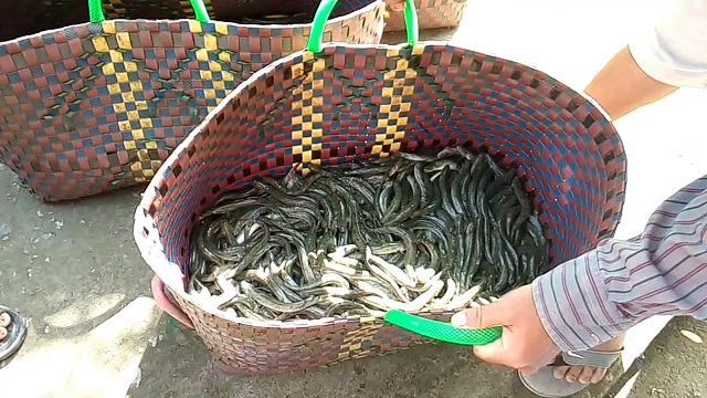 Kỹ Thuật Nuôi Cá Kèo Mang Lại Doanh Thu Lớn Cho Nông Dân