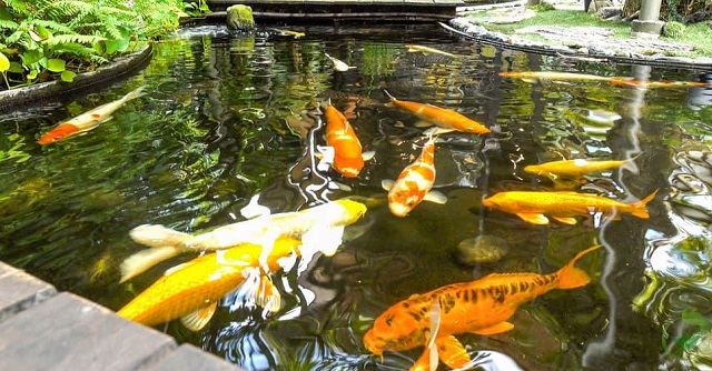 Hệ sinh thái trong hồ nuôi cá Koi cần được cân bằng để tạo môi trường sống tốt nhất cho cá.
