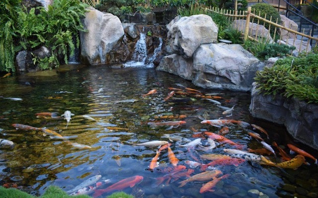 Kỹ Thuật Nuôi Cá Koi Chuẩn - Đơn Giản