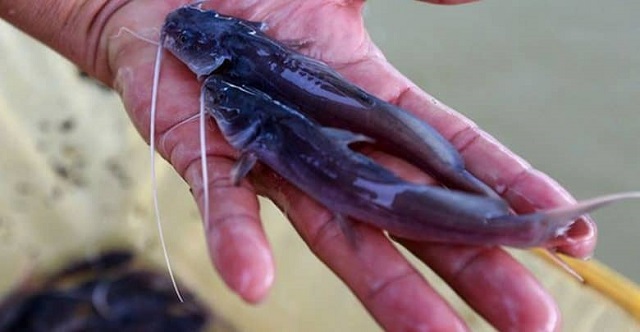 Chia Sẻ Điểm Quan Trọng Nhất Trong Kỹ Thuật Nuôi Cá Lăng