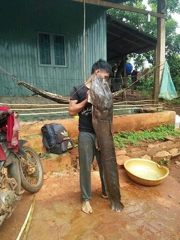 Thức ăn cho cá leo sẽ chia theo từng giai đoan phát triển và theo thời tiết