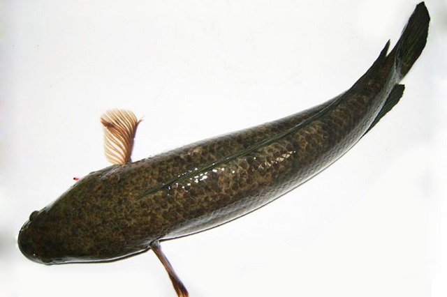 Bà con nông Dân chú ý thường xuyên kiểm tra sức khỏe của cá trong bể để cá cho năng suất tốt nhất