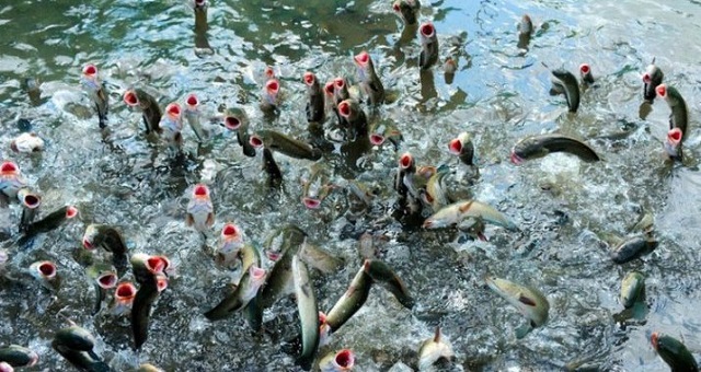 Ao nuôi cá lóc là một phần quan trọng không thể thiếu