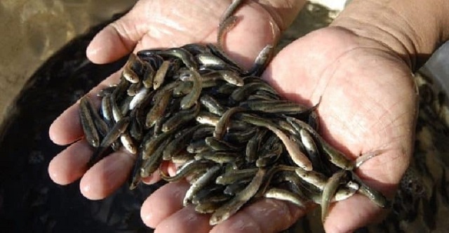 Kỹ Thuật Nuôi Cá Nước Ngọt Đơn Giản - Năng Suất Cao